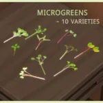 Microgreens Growing Kit