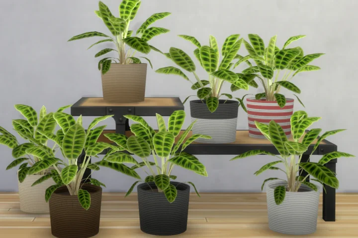 Calathea Zebrina