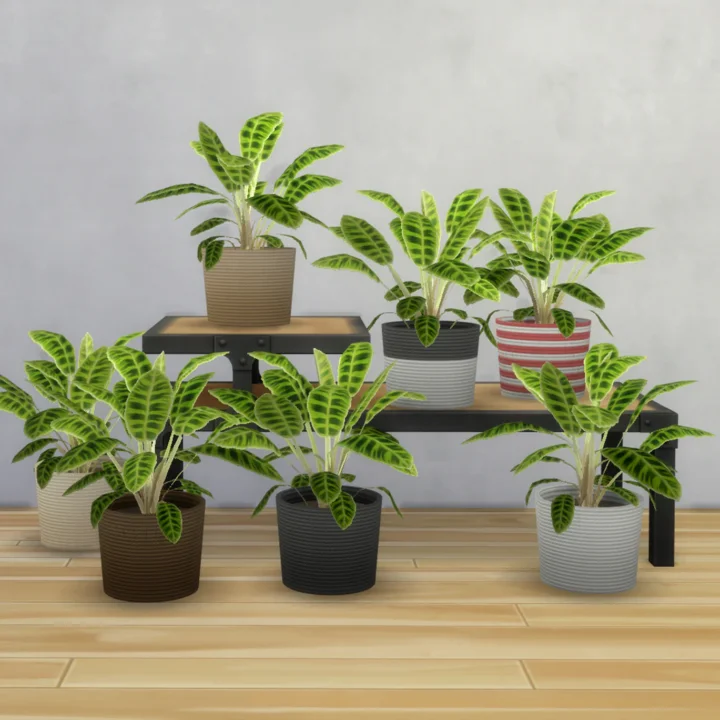Calathea Zebrina
