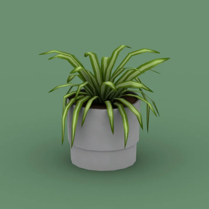 QICC - Evergreen Large Plant in a Pot