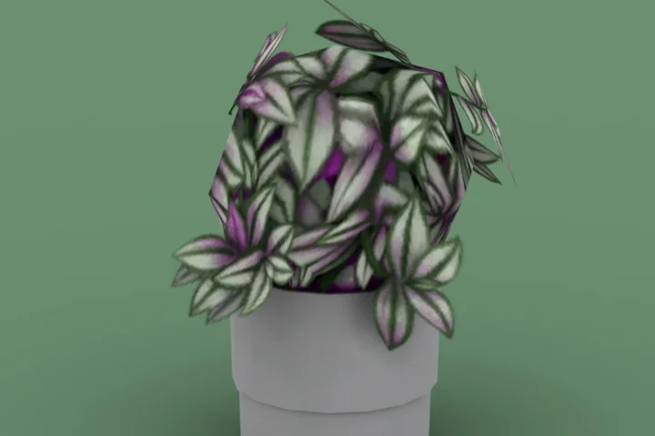 QICC - Evergreen Medium Plant in a Pot
