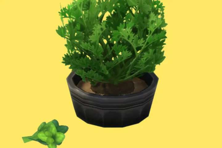 Tencha (Harvestable)