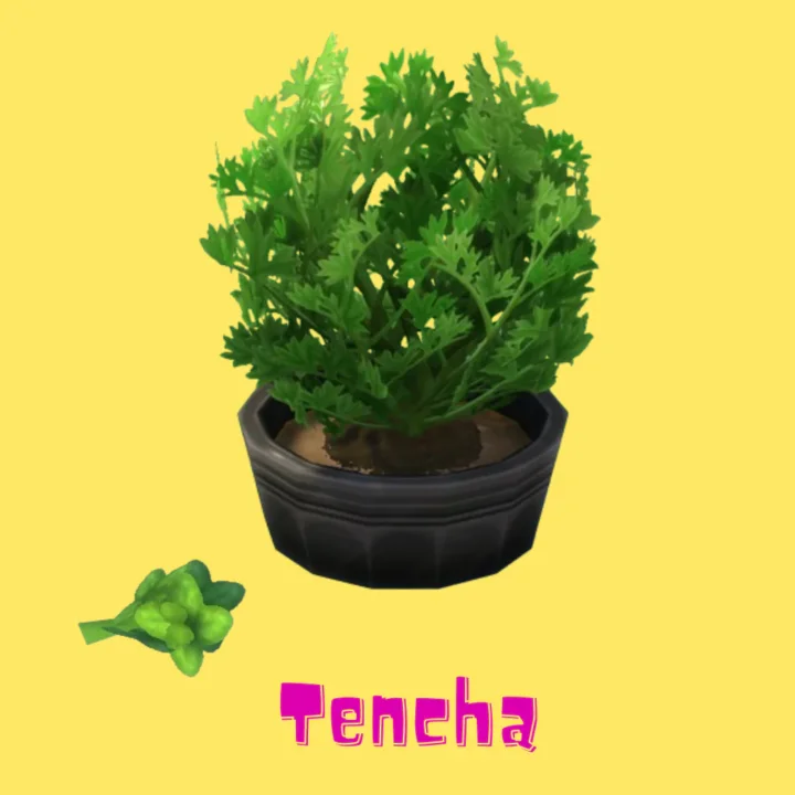 Tencha (Harvestable)