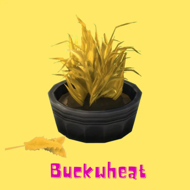 Buckwheat (Harvestable)