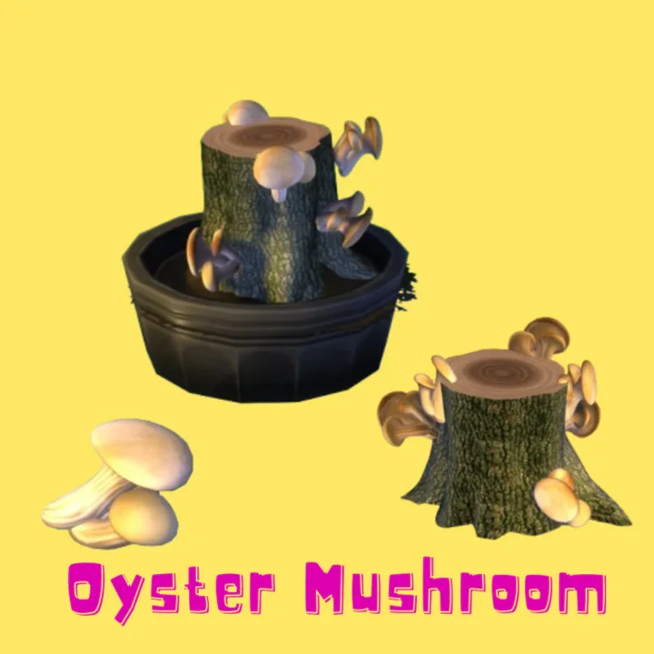 Oyster Mushroom