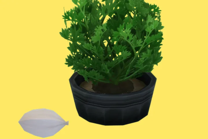Cardamom (Harvestable)