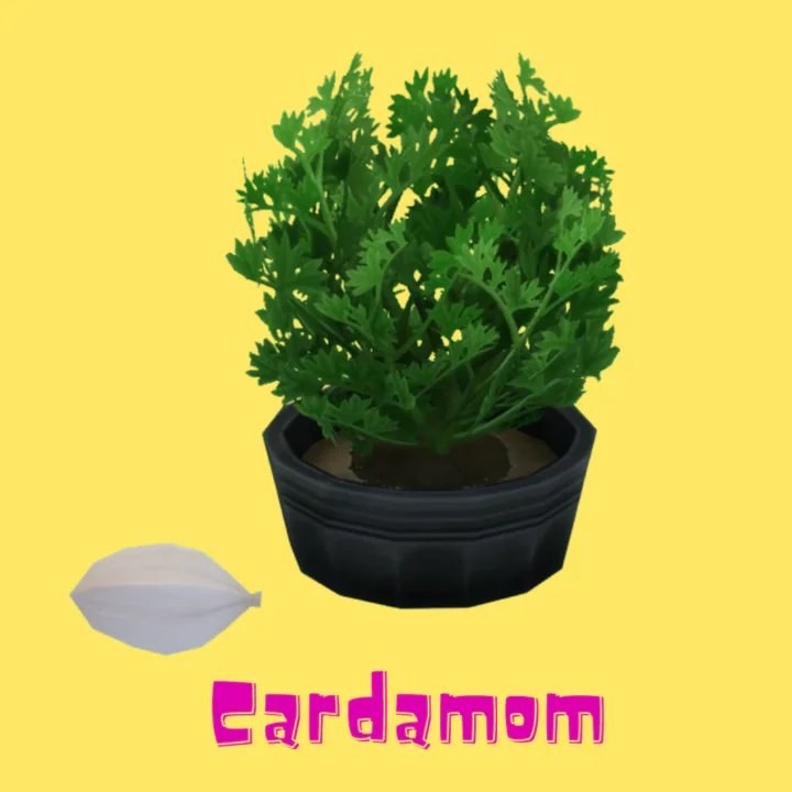 Cardamom (Harvestable)