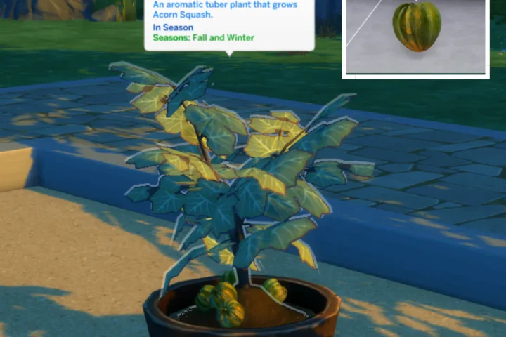 Acorn Squash (Harvestable)