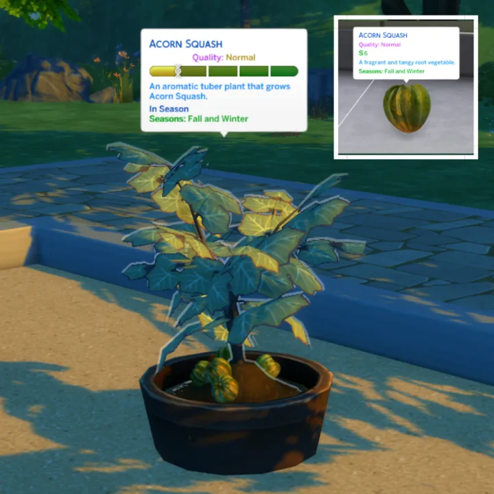 Acorn Squash (Harvestable)