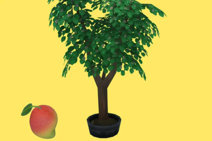 Mango (Harvestable)