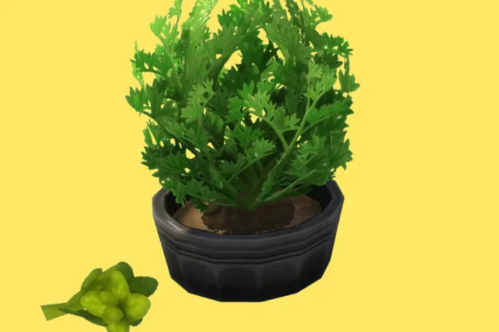 Bancha (Harvestable)