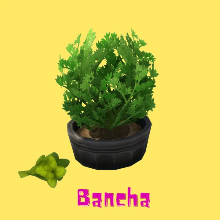 Bancha (Harvestable)