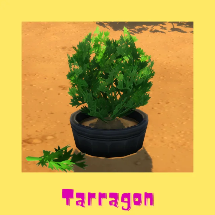 Tarragon