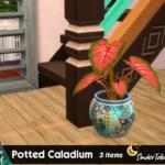 Potted Caladium Set