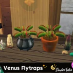Venus Flytraps