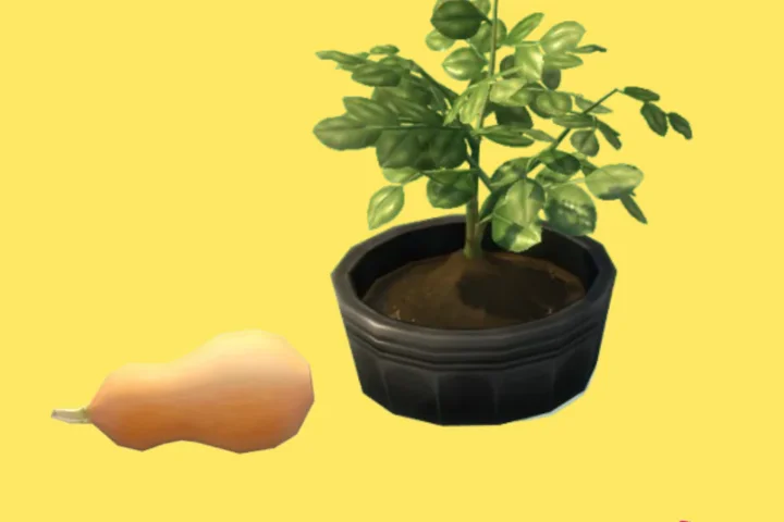Butternut Squash