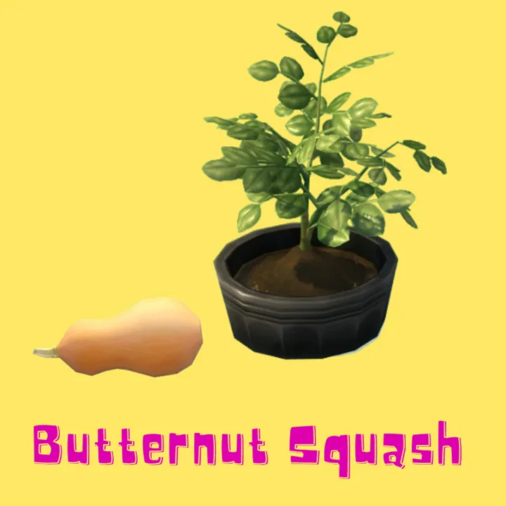 Butternut Squash