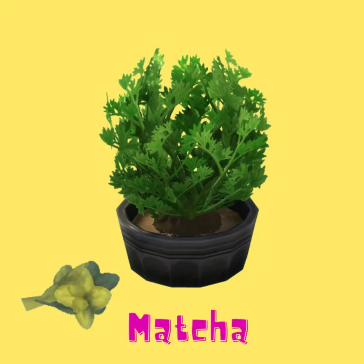 Matcha (Harvestable)