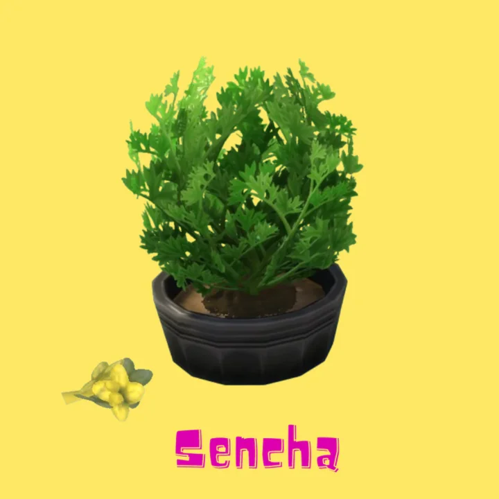 Sencha (Harvestable)