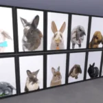 Bunny Art Prints