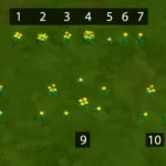 Dandelions Set