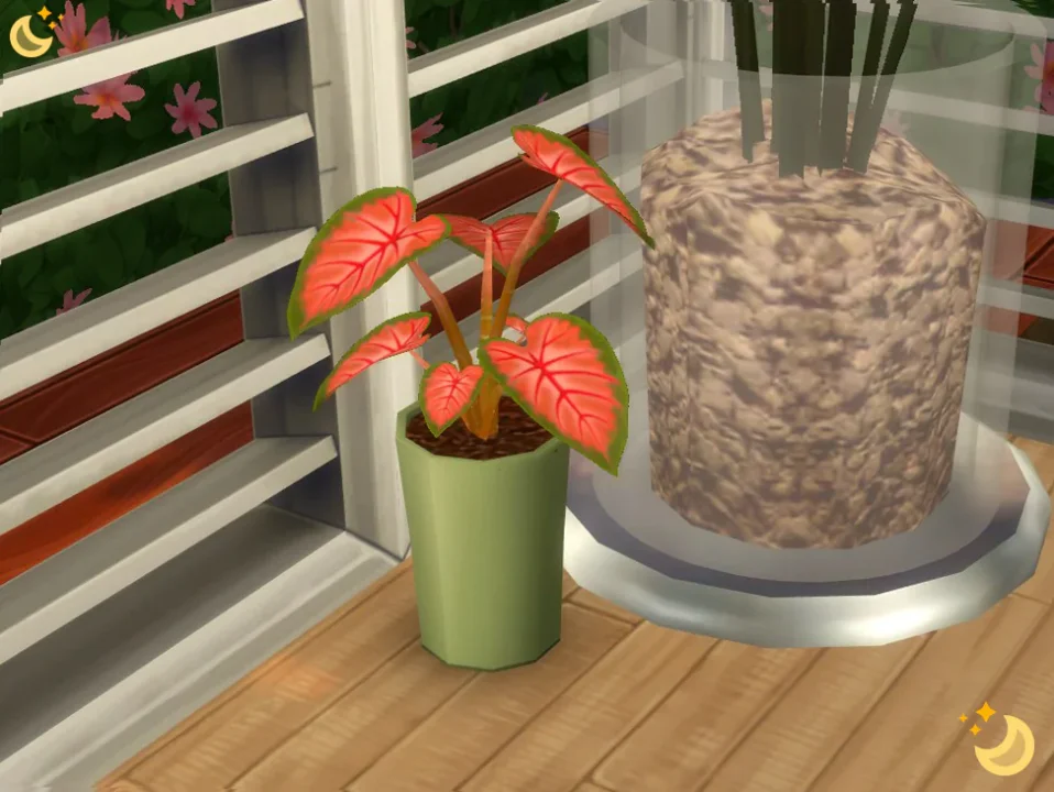 Potted Caladium Set