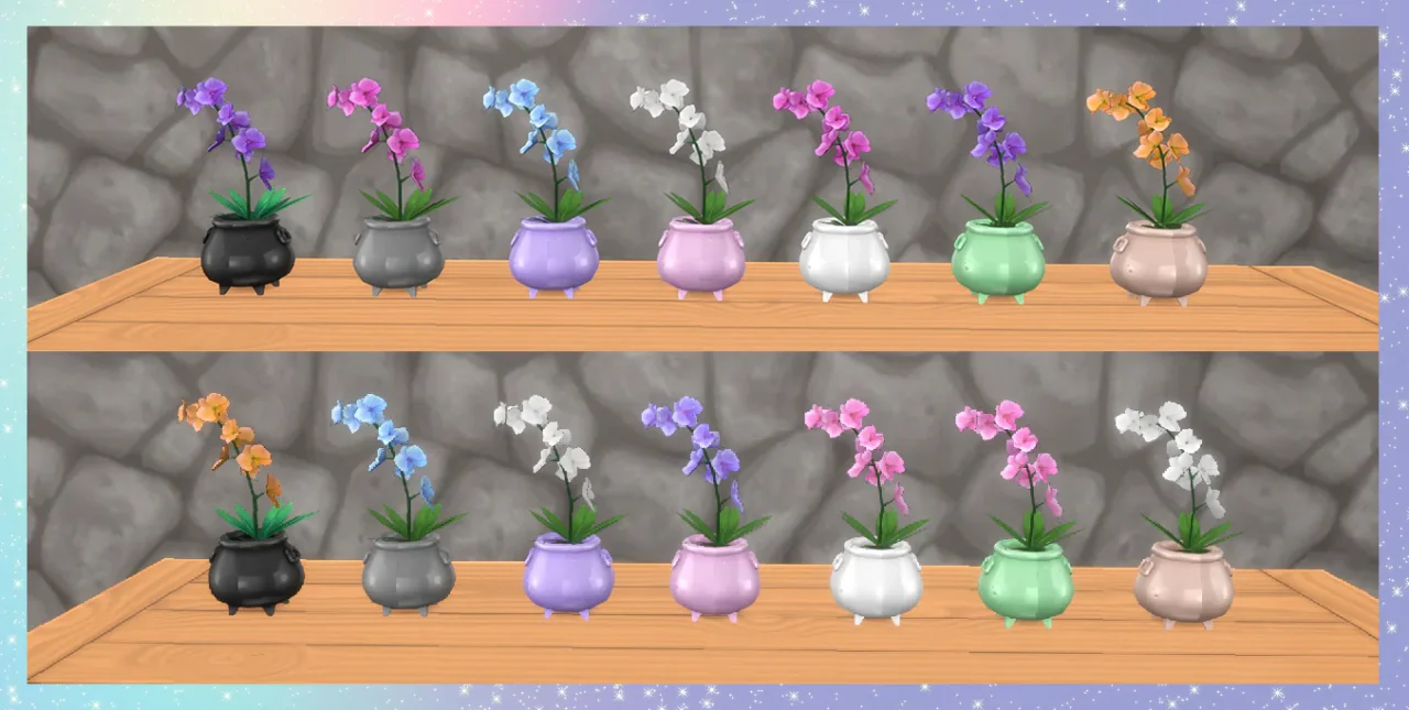 Witchy Cauldron Orchid