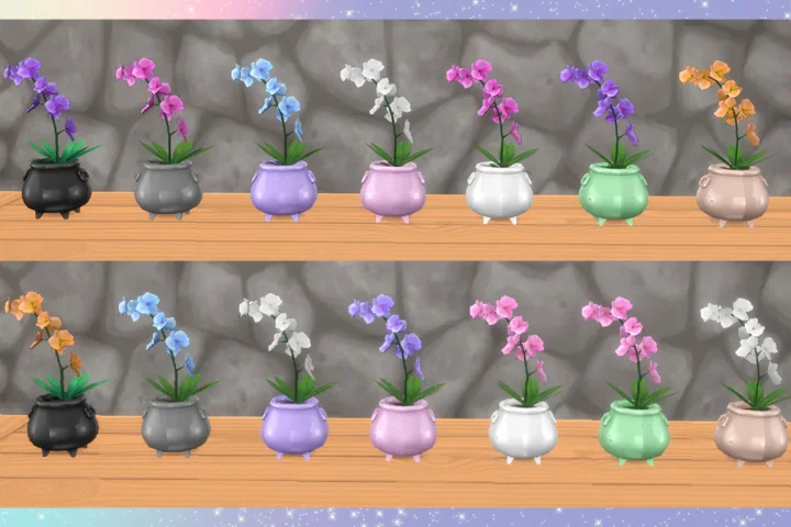 Witchy Cauldron Orchid