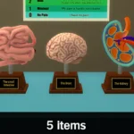 Medical Models Set