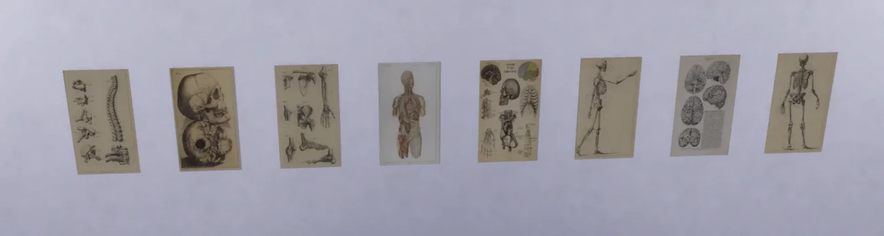 Anatomy posters