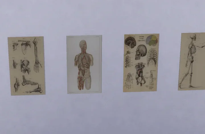 Anatomy posters