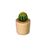 Desert Zen