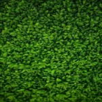 Grassy Stone Pavers + Grass