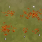 Autumn Ground Leaves