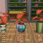 Potted Caladium Set