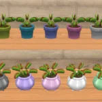 Venus Flytraps
