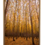 Autumn forest wall prints