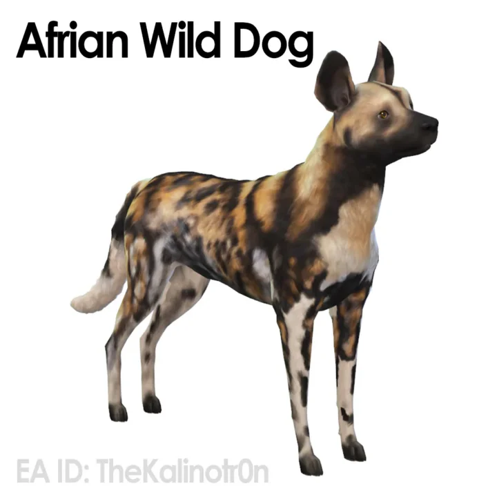 Afrian Wild Dog