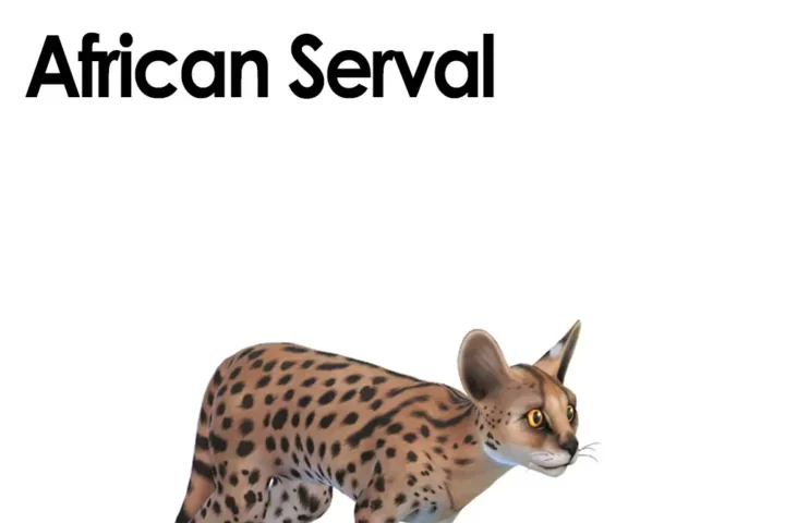 African Serval Cat