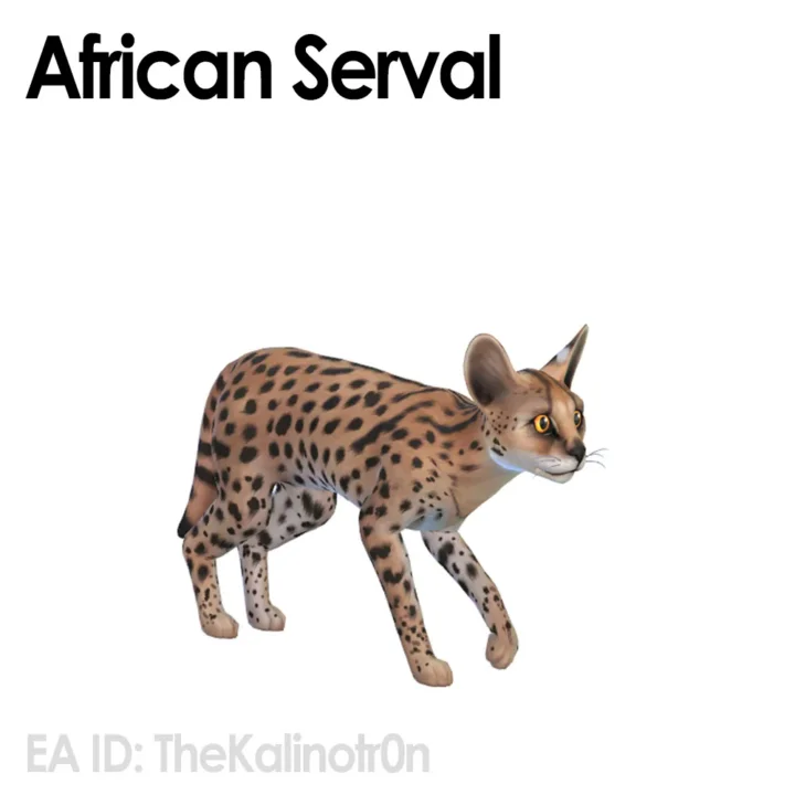 African Serval Cat