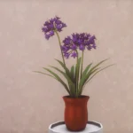 Agapanthus