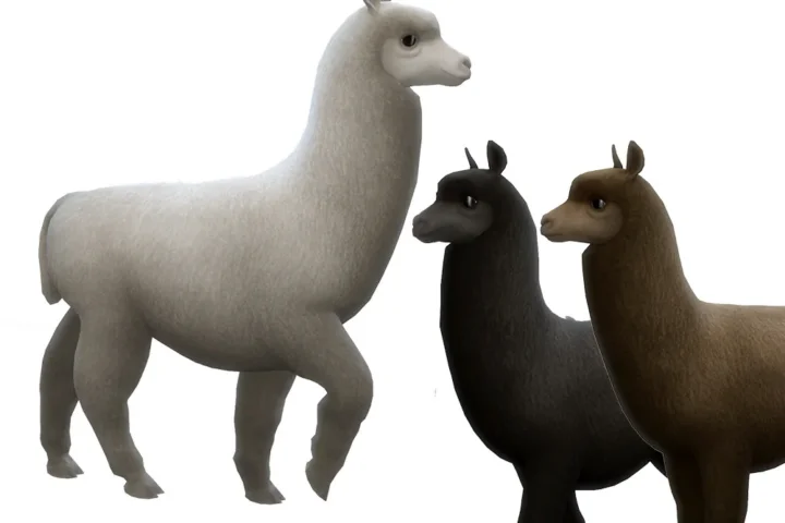 Alpacas for the Animal Shed