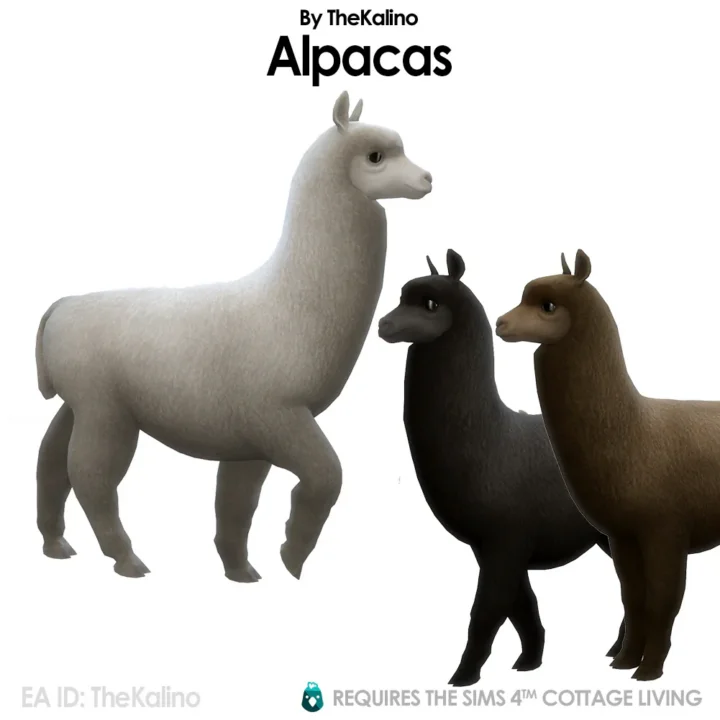 Alpacas for the Animal Shed