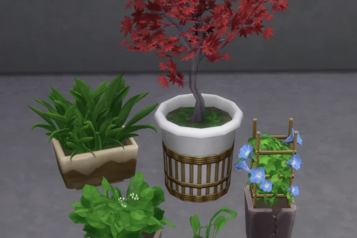 Amys Garden Plants