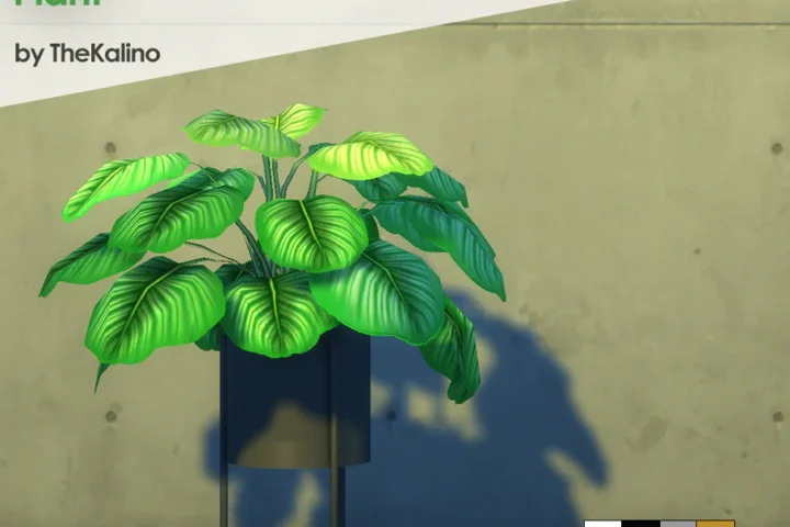 Calathea Orbifolia