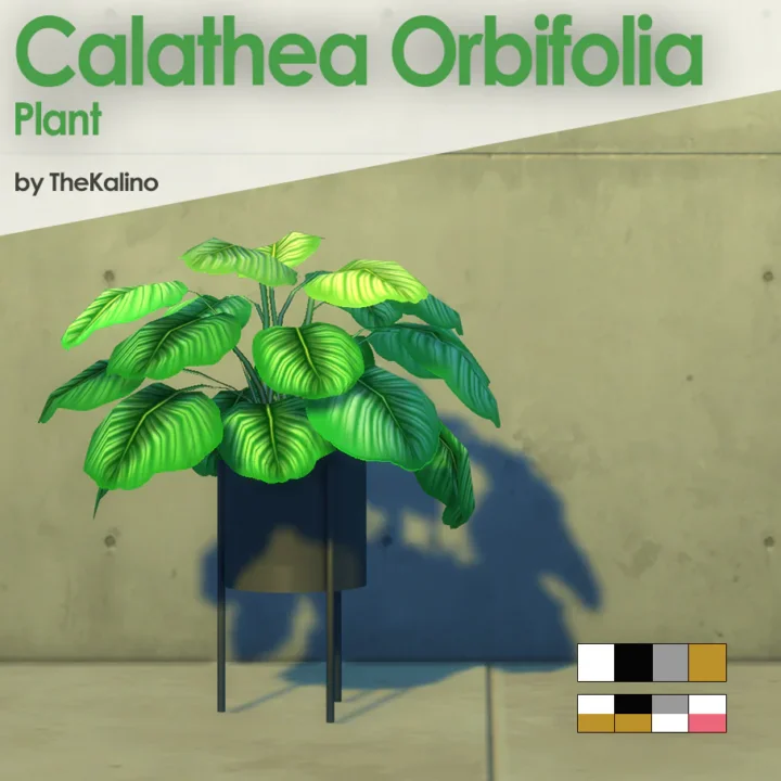 Calathea Orbifolia