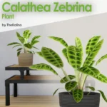Calathea Zebrina