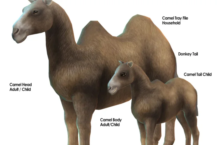 Camel Household