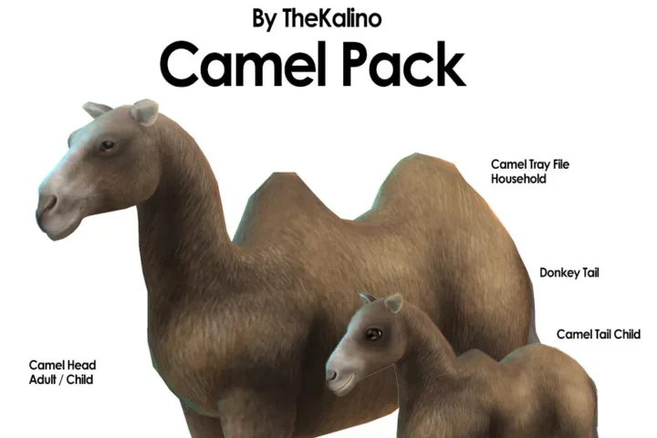 Camel Household