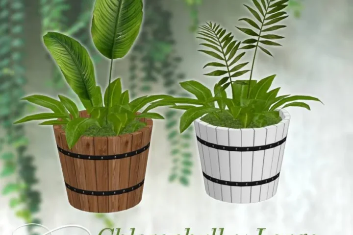 Chlorophyll Large Plants 🌿